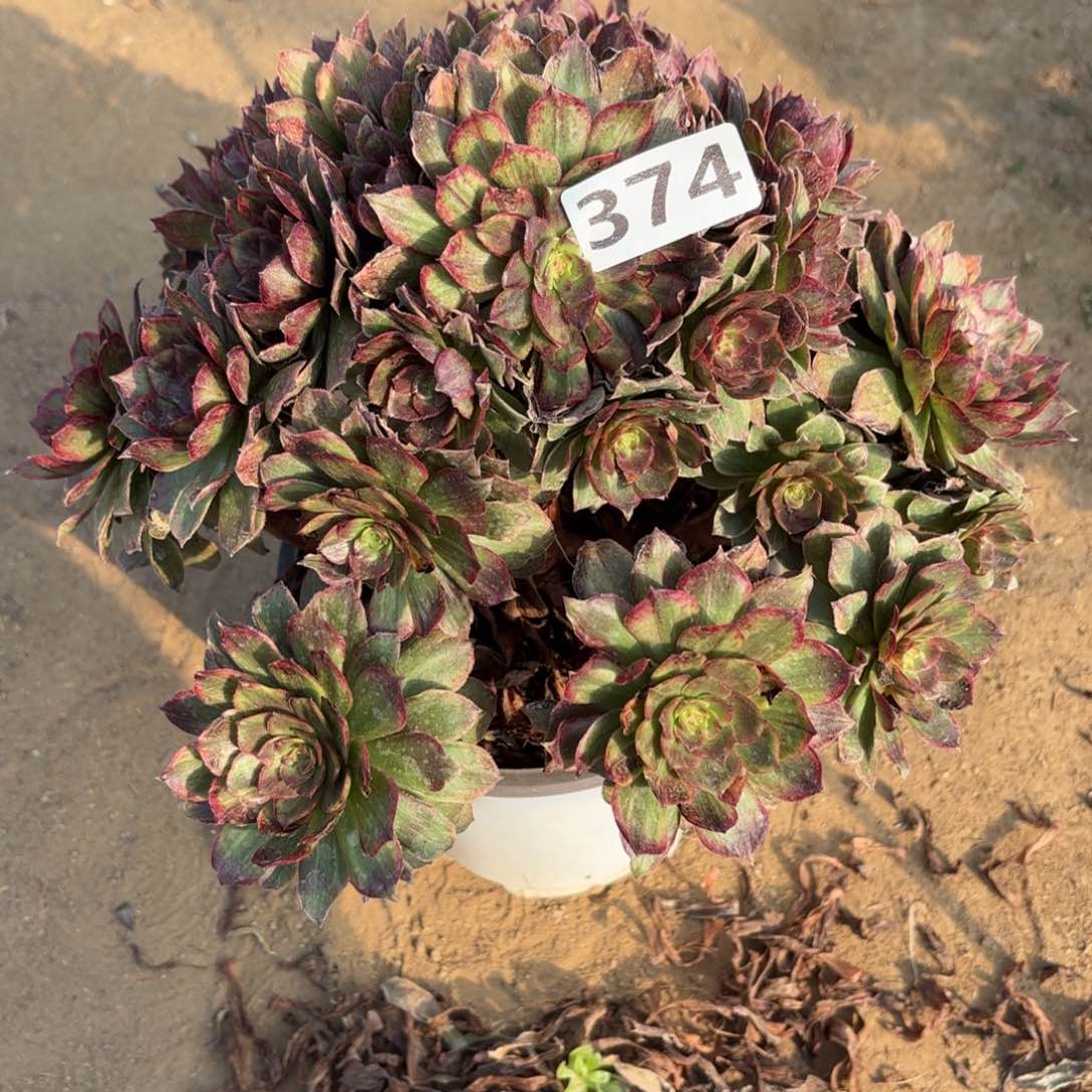 374红霞多肉不包损