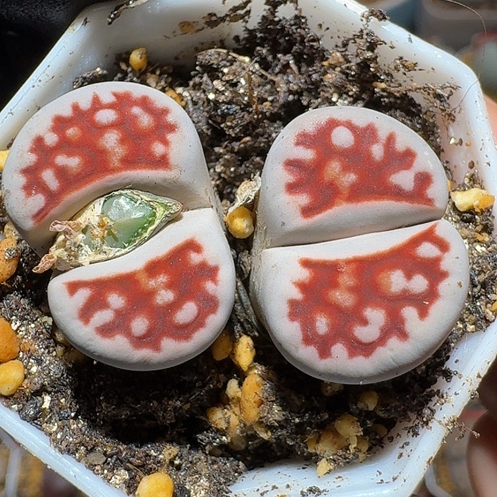 生石花111222。 丝绒质地。  108