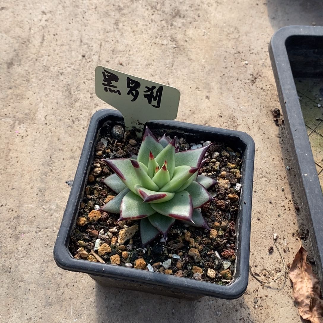 神***牛黑罗刹底座芽B-25.12.5