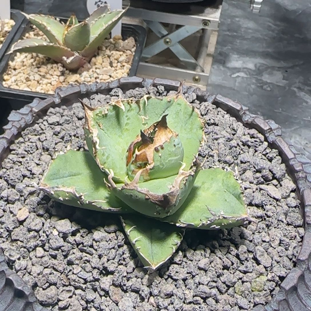 油猪仁王冠龙舌兰