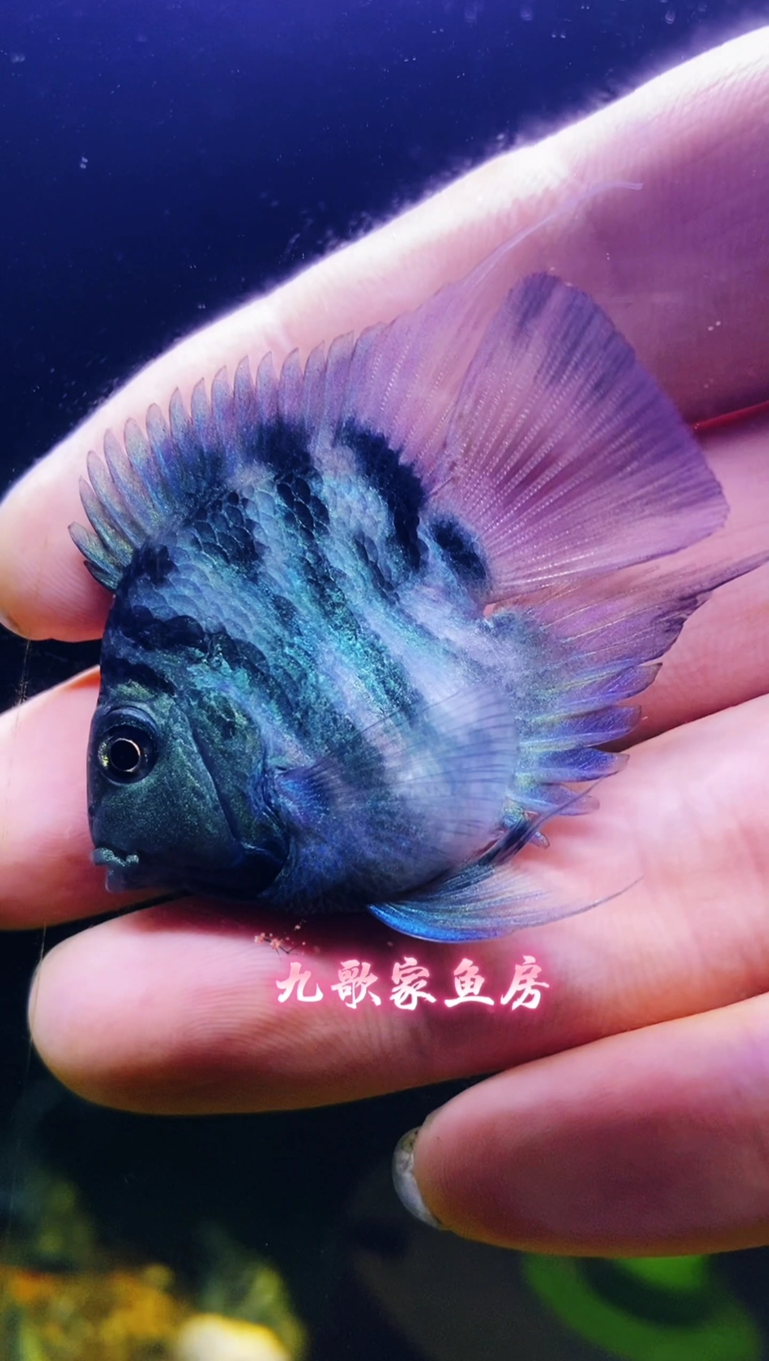 迷你鹦鹉鱼苗四送一备损