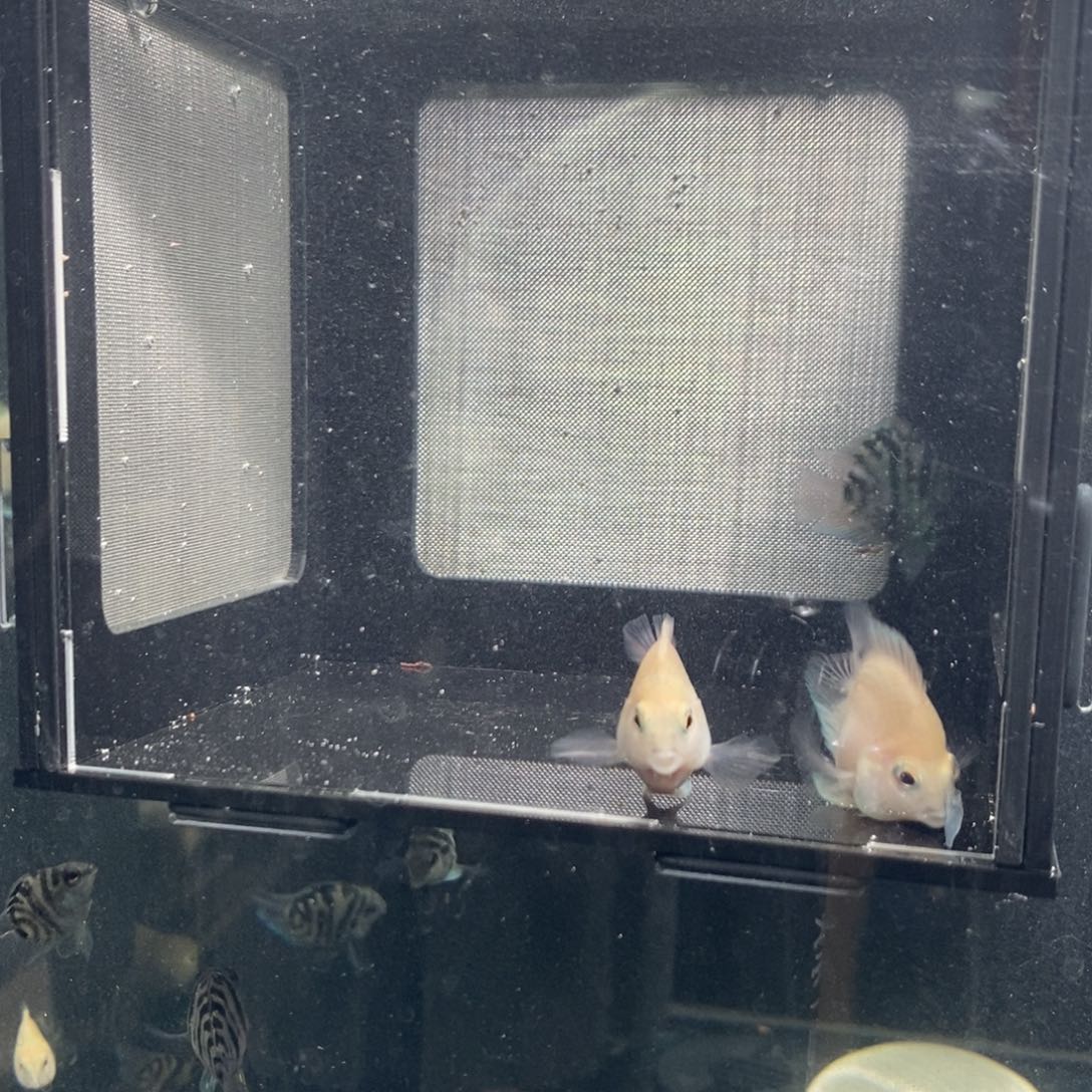 鹦鹉鱼2条胭脂粉一条摩卡