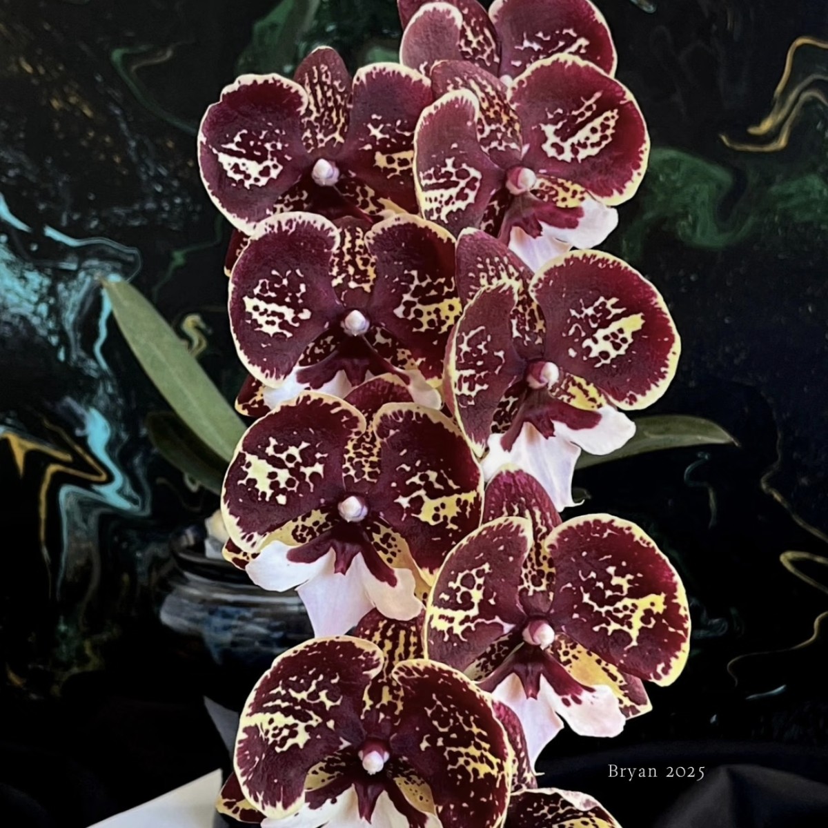 【京城琥珀】蝴蝶兰 抽梗苗 3.0寸杯 根系弱