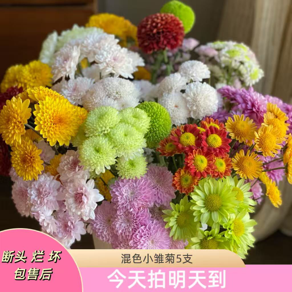 云影精选【混色小雏菊】云南鲜花批发次日达