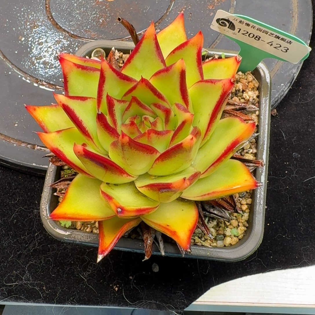 从前慢多肉精选编号1208.423