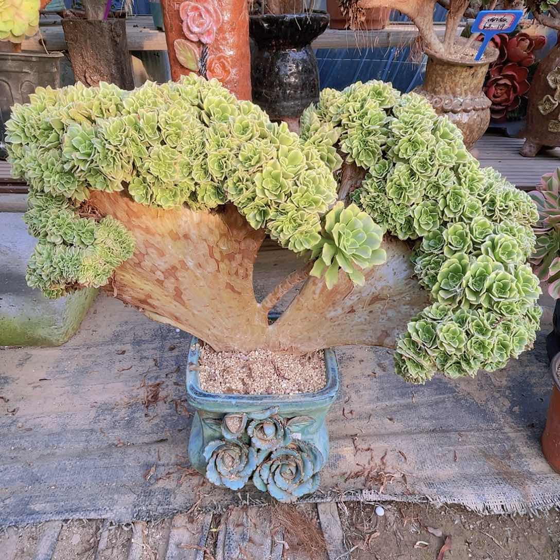 【闪购商品】无花朵绿豆沙朵朵