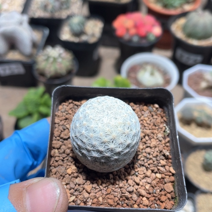 362实生白鸟仙人球