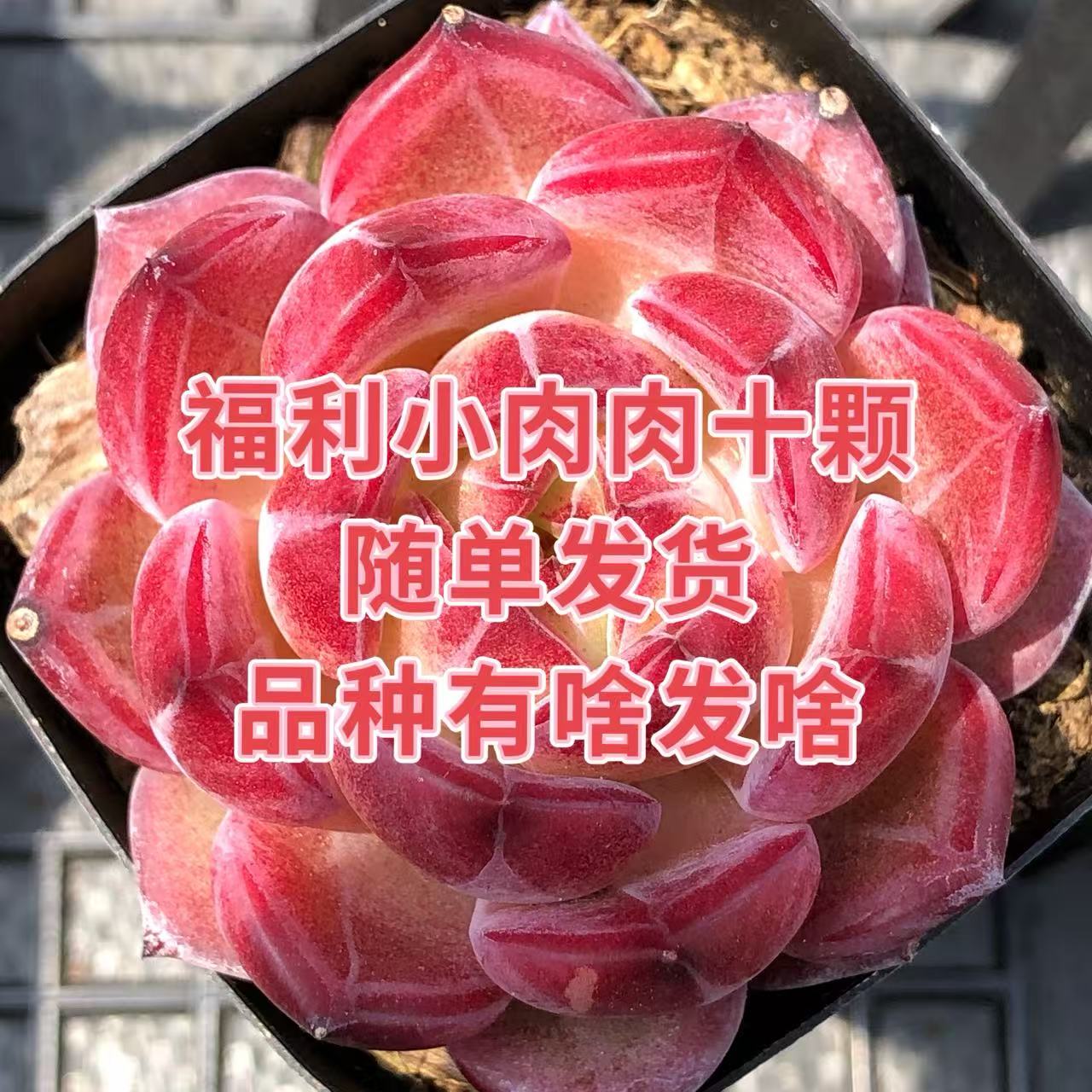 福利小肉肉十颗2cm左右随单发货品种随机（不售后）