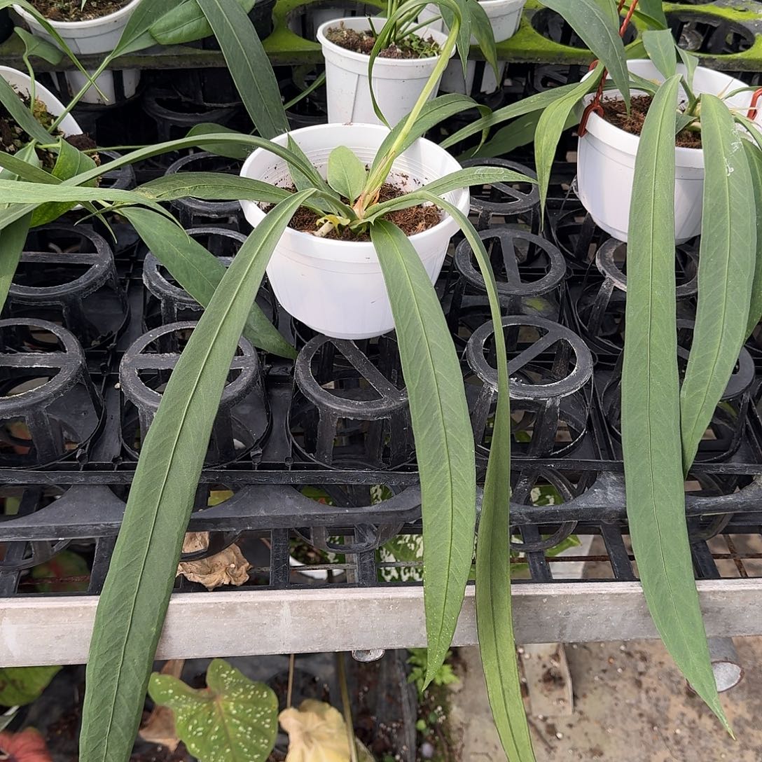 不开花植物维塔领带可挑