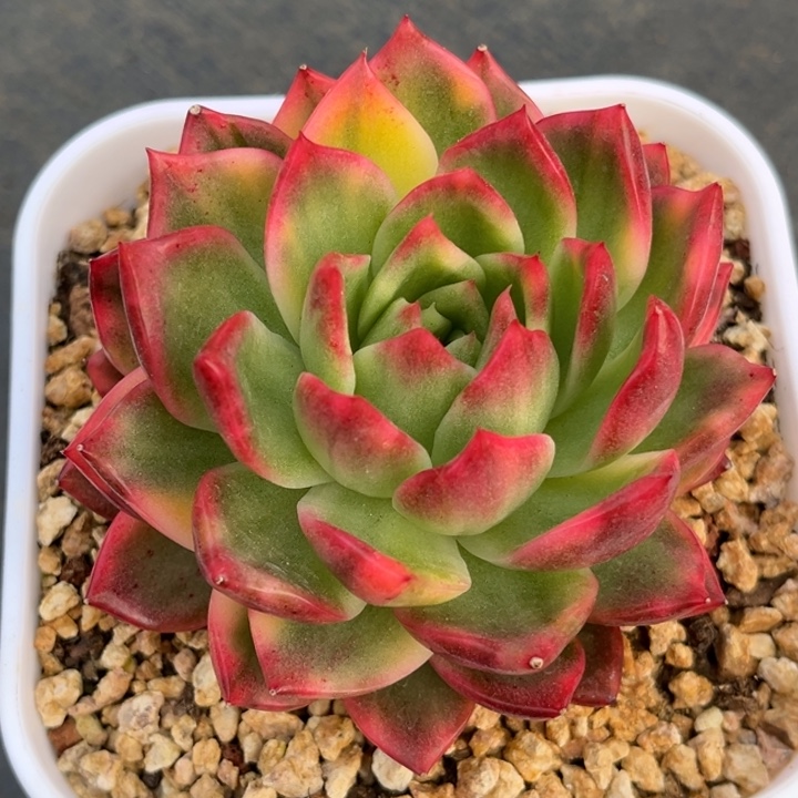 冬云锦一颗价格发货