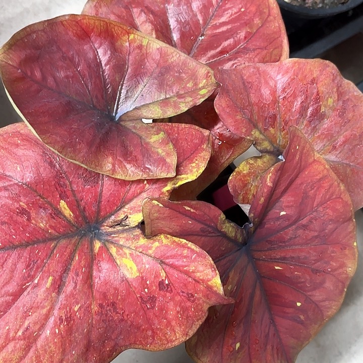 31-0212熔岩彩叶芋广东现货多肉