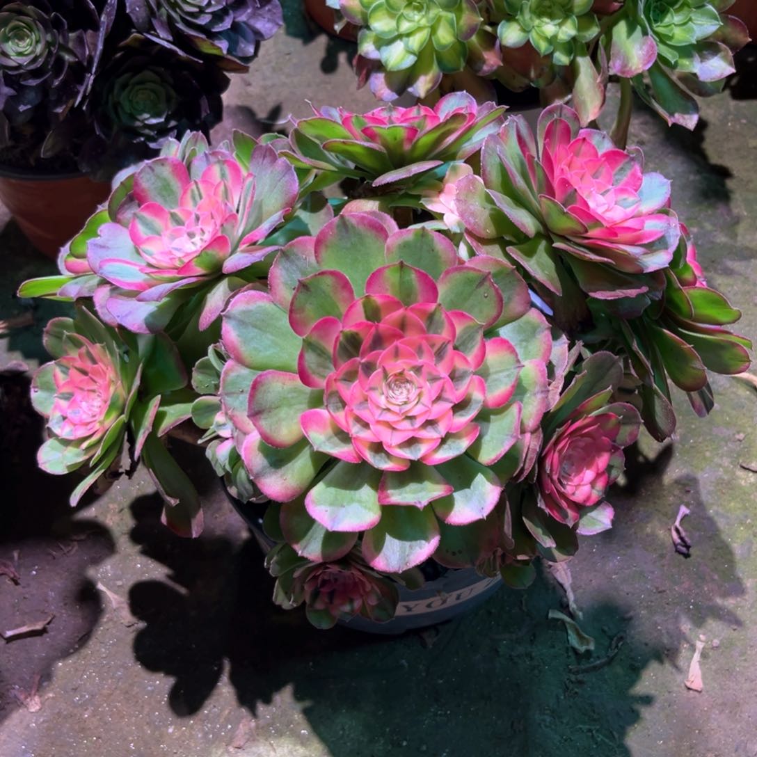 阿*桃多肉植物荔枝768