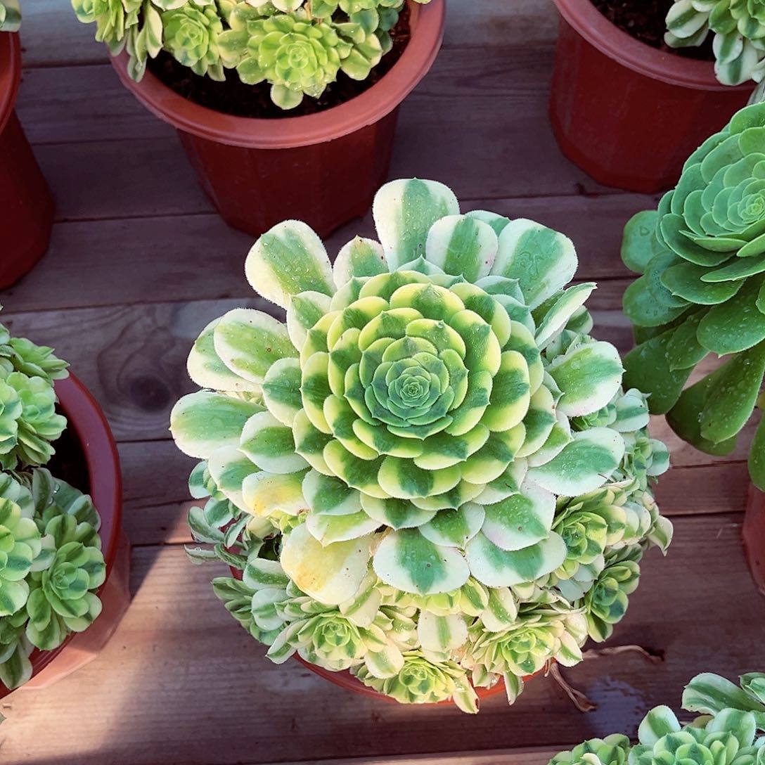 法师多肉植物金丝翡翠