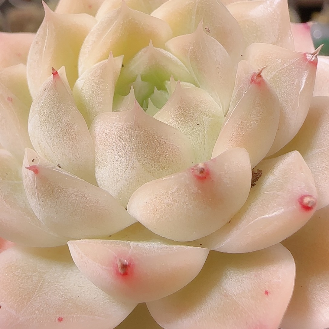 花语逸镜1127-100