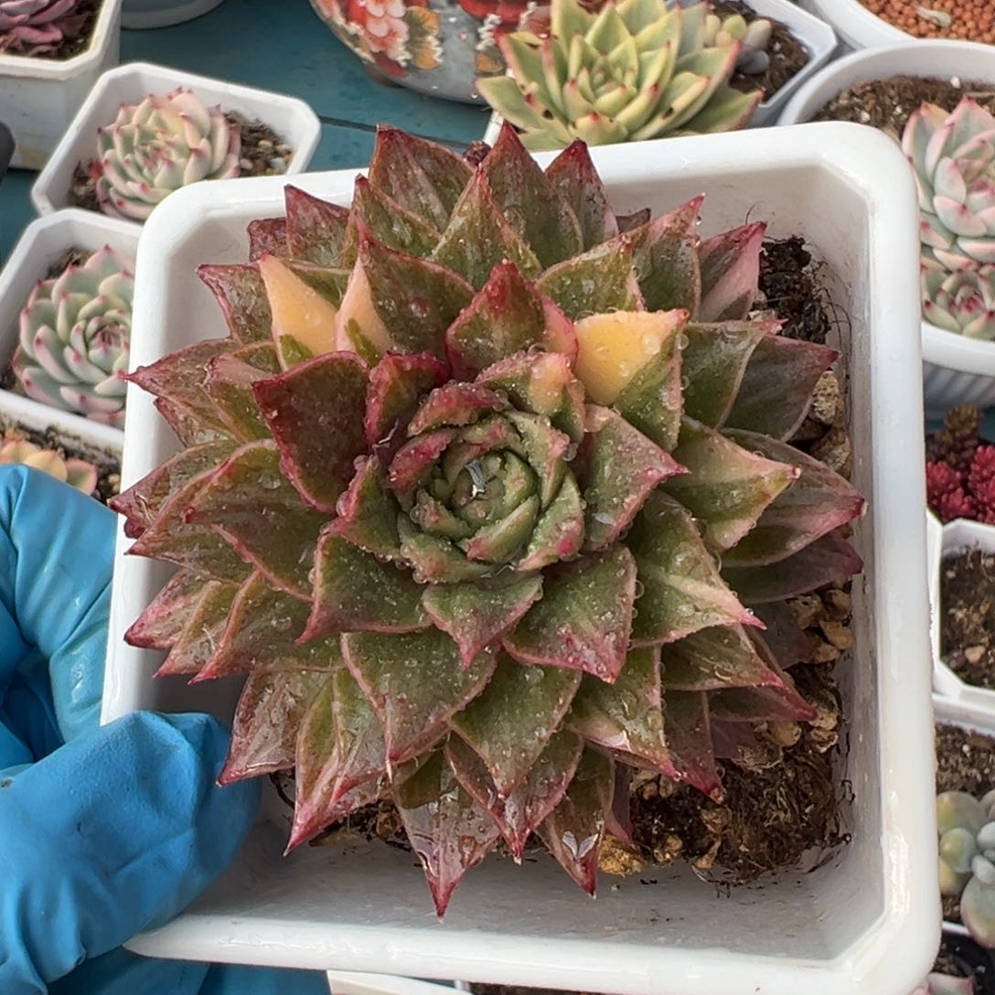 皮皮虾锦，拉丝锦