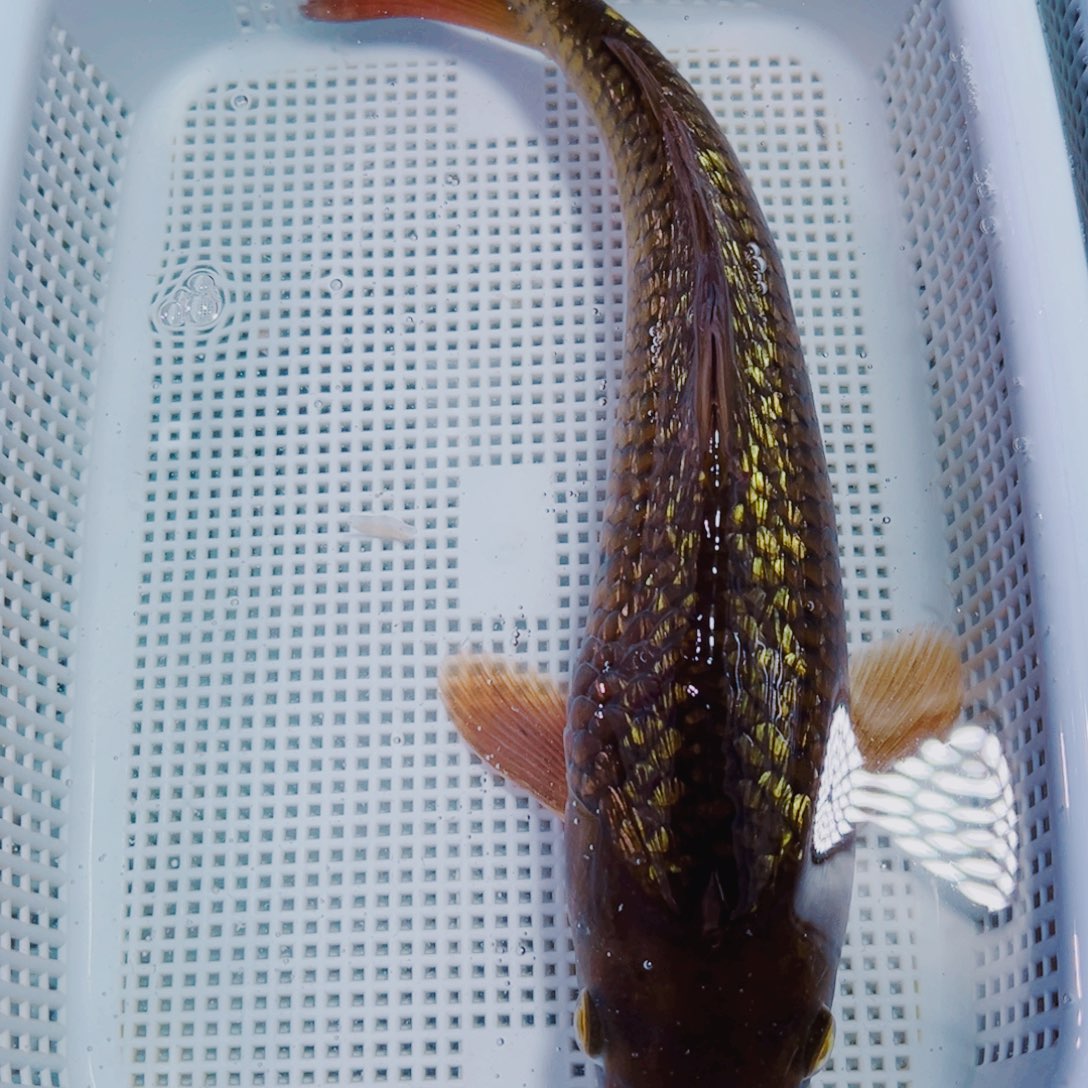 海水鱼锦鲤观赏鱼118