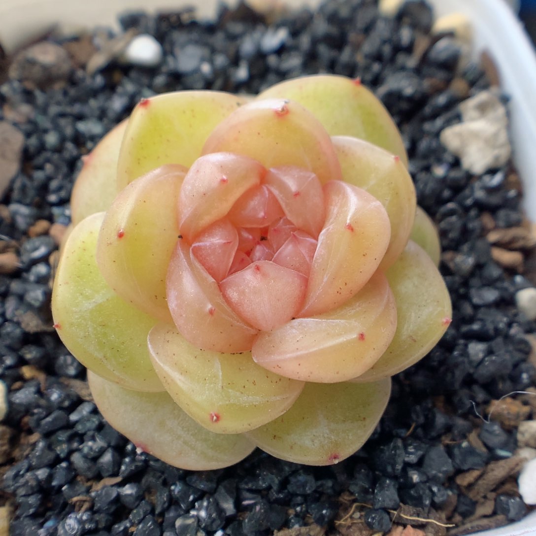 多肉植物。 糖心8