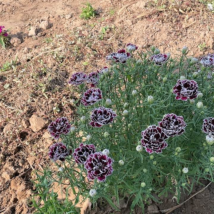 完全开放黑白石竹穴苗6棵