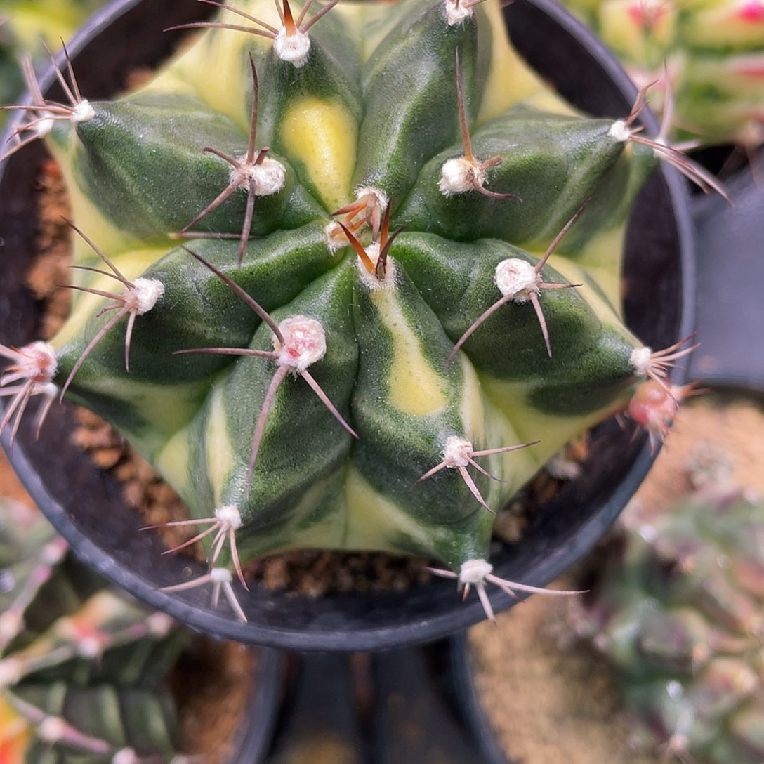 1-293米哈锦6.3厘米