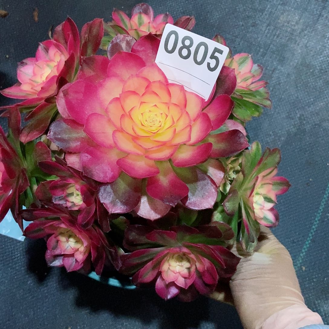 红陶徐****）0805荔枝4gtamdt18.20