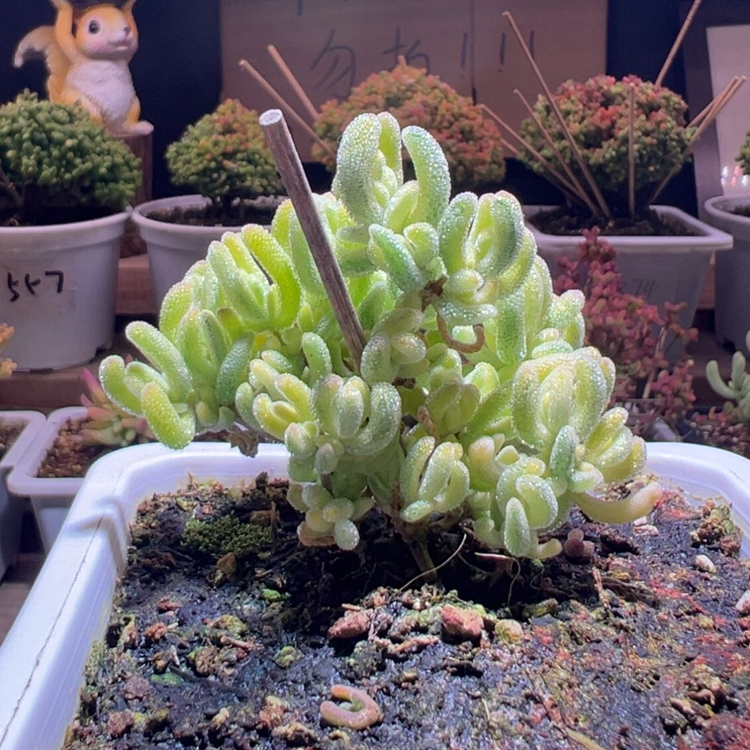 116钻石黄一物一拍包开箱