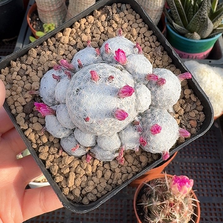 姬春星仙人球仙人球12