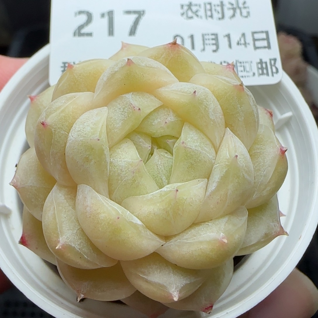 0114-217麦秆包子