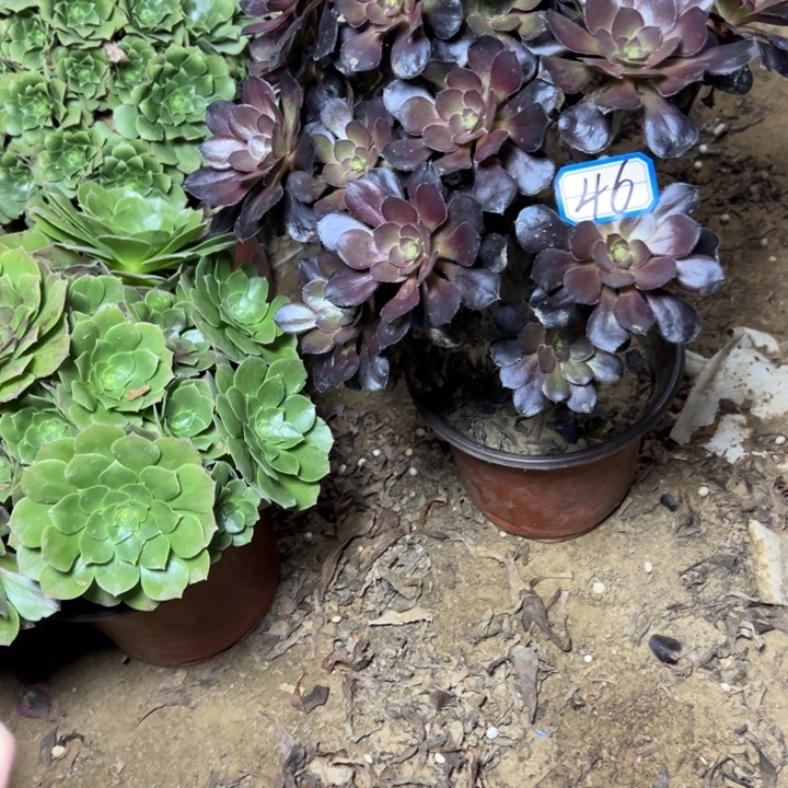 多肉植物红酒法师46