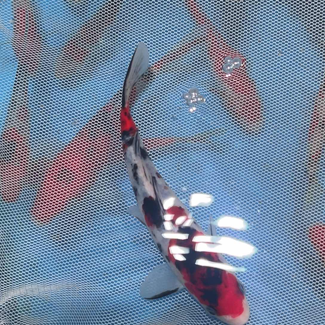 锦鲤锦鲤观赏鱼1111