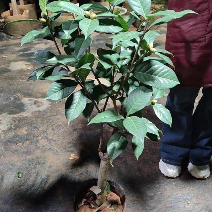 全部花苞用****1楚雄茶花不包邮