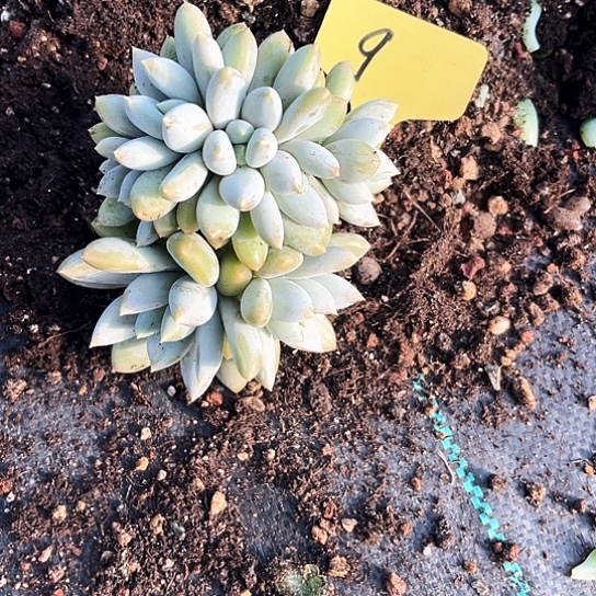 千***哥特9号码牌子的话题了解