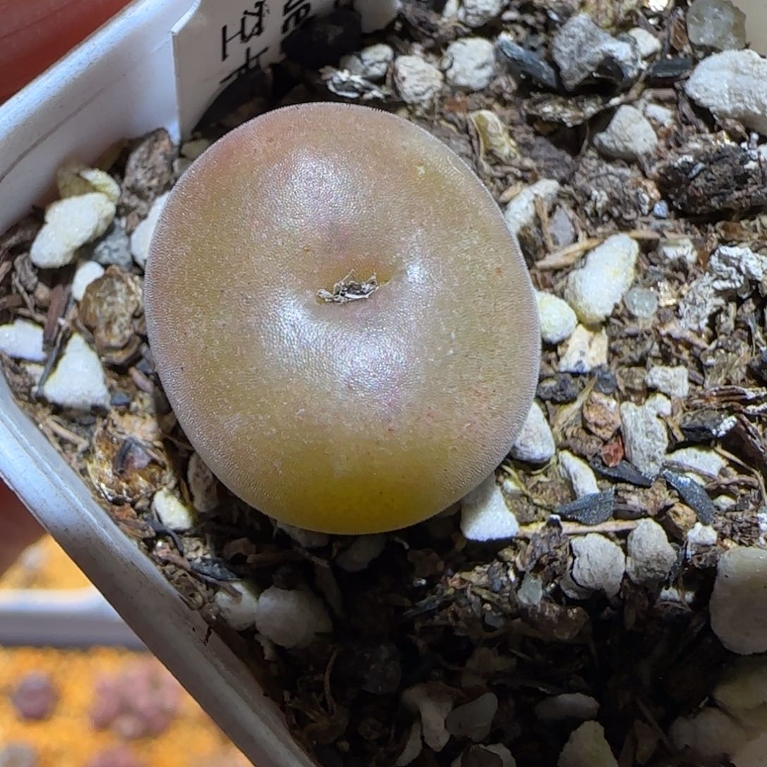 肉锥多肉植物百科-空卡1047