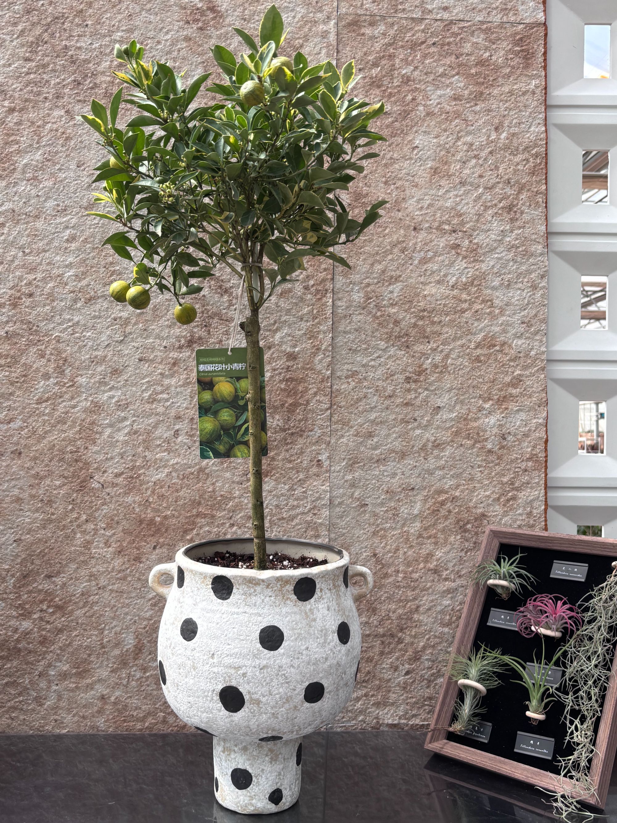 花涧·植系初色（花叶小青柠盆栽植物、家有绿植增添清新的色彩）