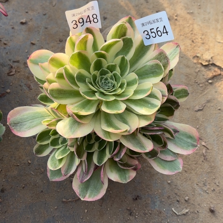 玉资锦多肉法师3564