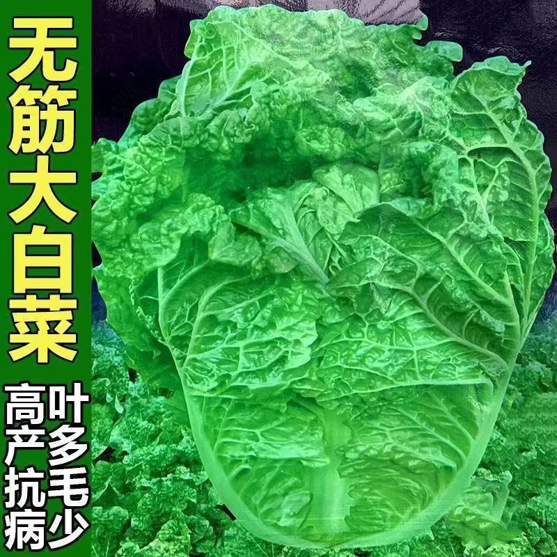 火锅白菜种子叶多多无筋高产麻叶大白菜原装四季蔬菜种子大全