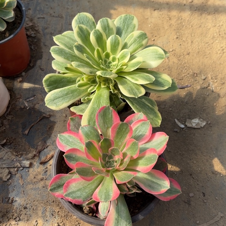 迈巴赫妖月一圈头量拍