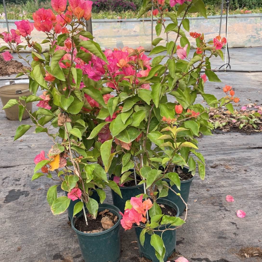 大量花朵（建议范围：8朵-15朵 或40%以上）阿朱娜一盆