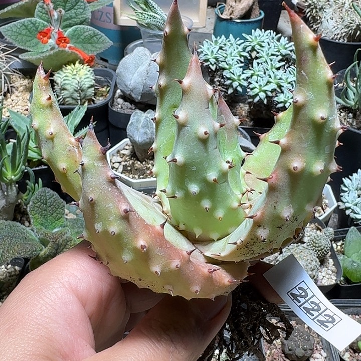 222王刺锦芦荟脱土发货