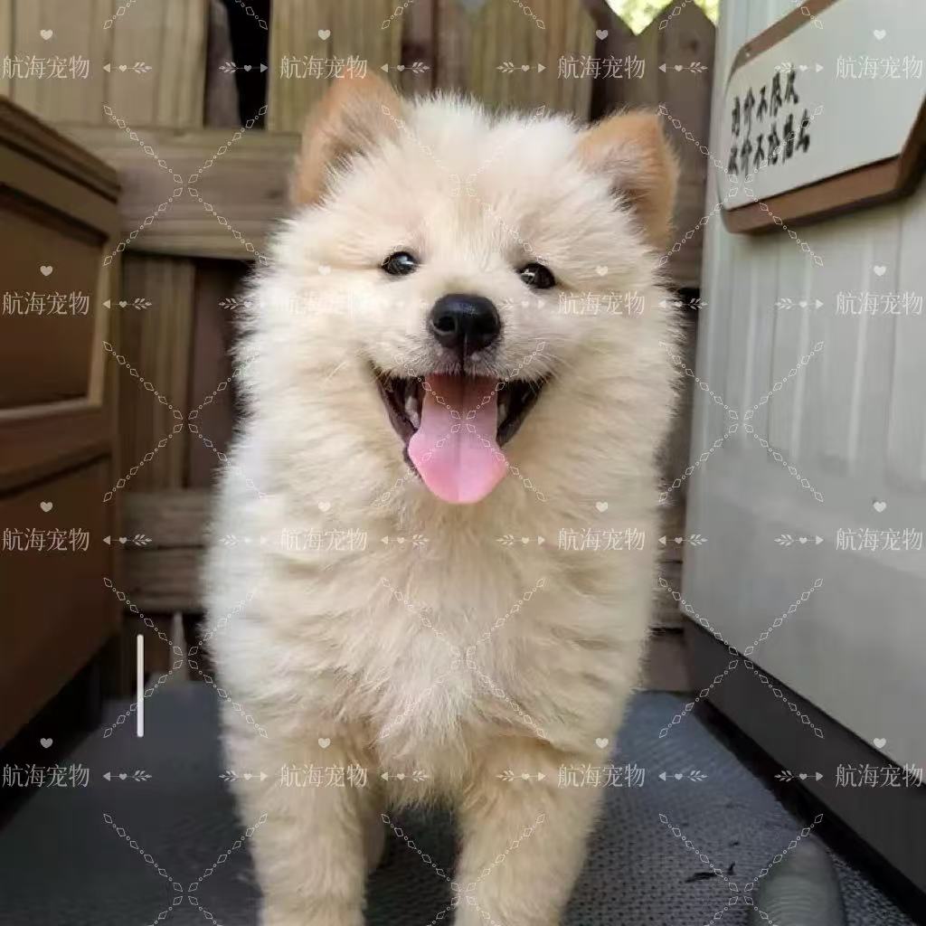 田园犬白土松五黑犬黄狗白面广西土猎犬四眼土狗