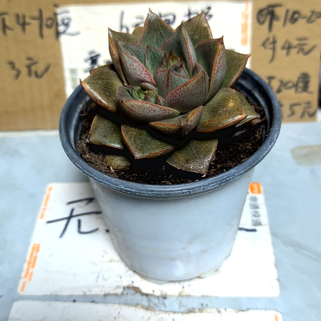 满6元包邮，大颗大大大，大和锦