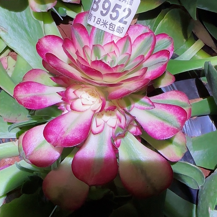 多肉法师荔枝捧花