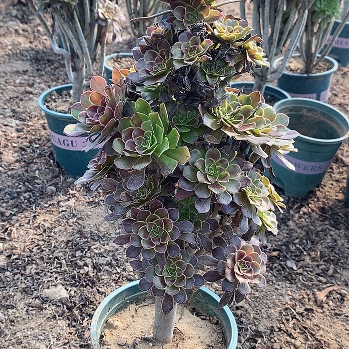 灰法多肉植物014 
