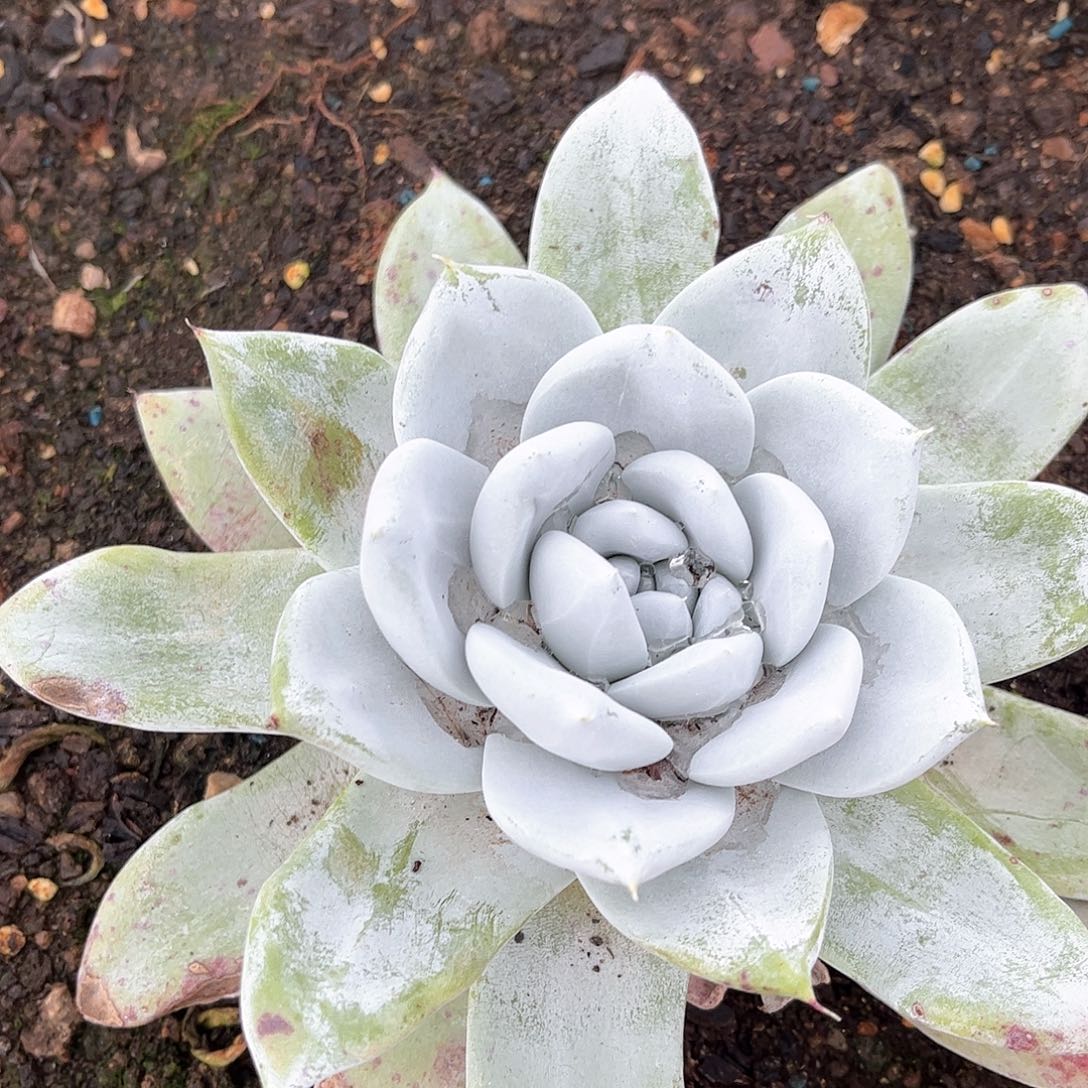 6369帕翠啥仙女杯多肉