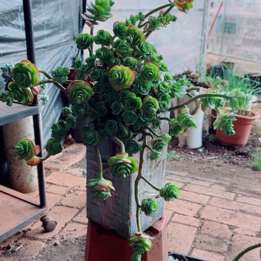 薄化妆两颗发货的