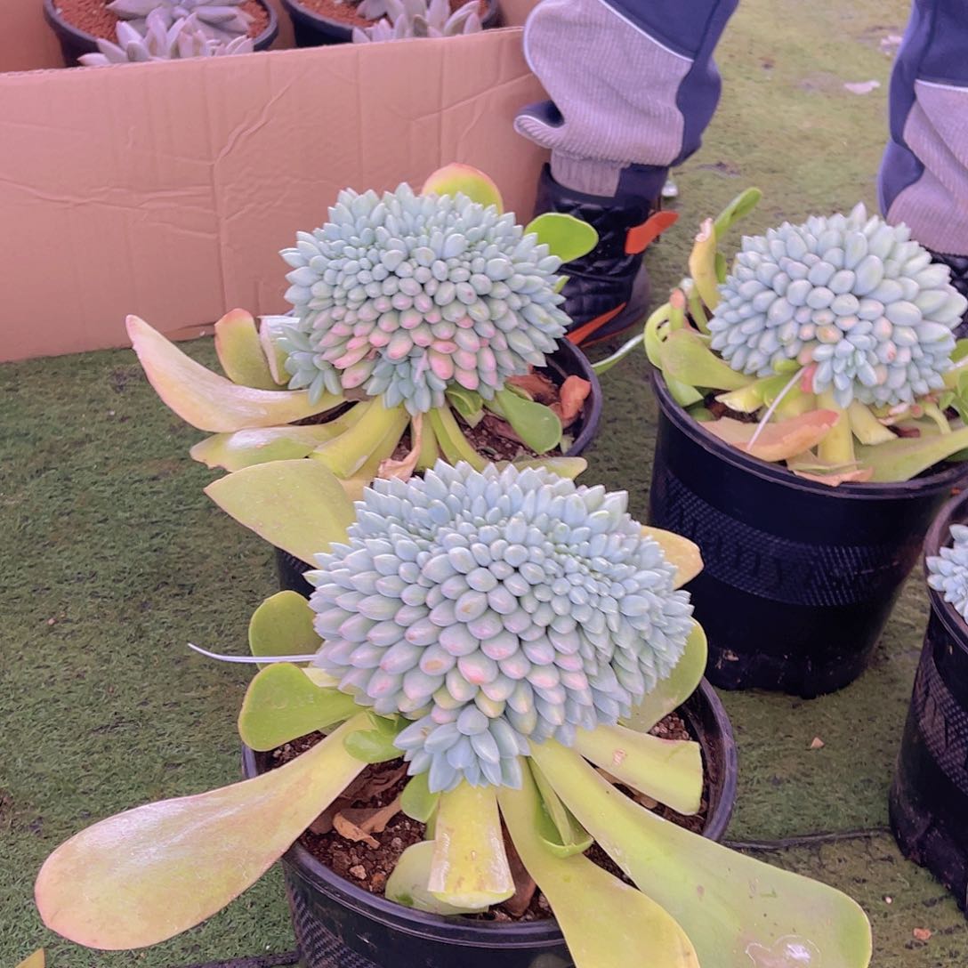 ㊗️**多肉奶糖缀栋姐