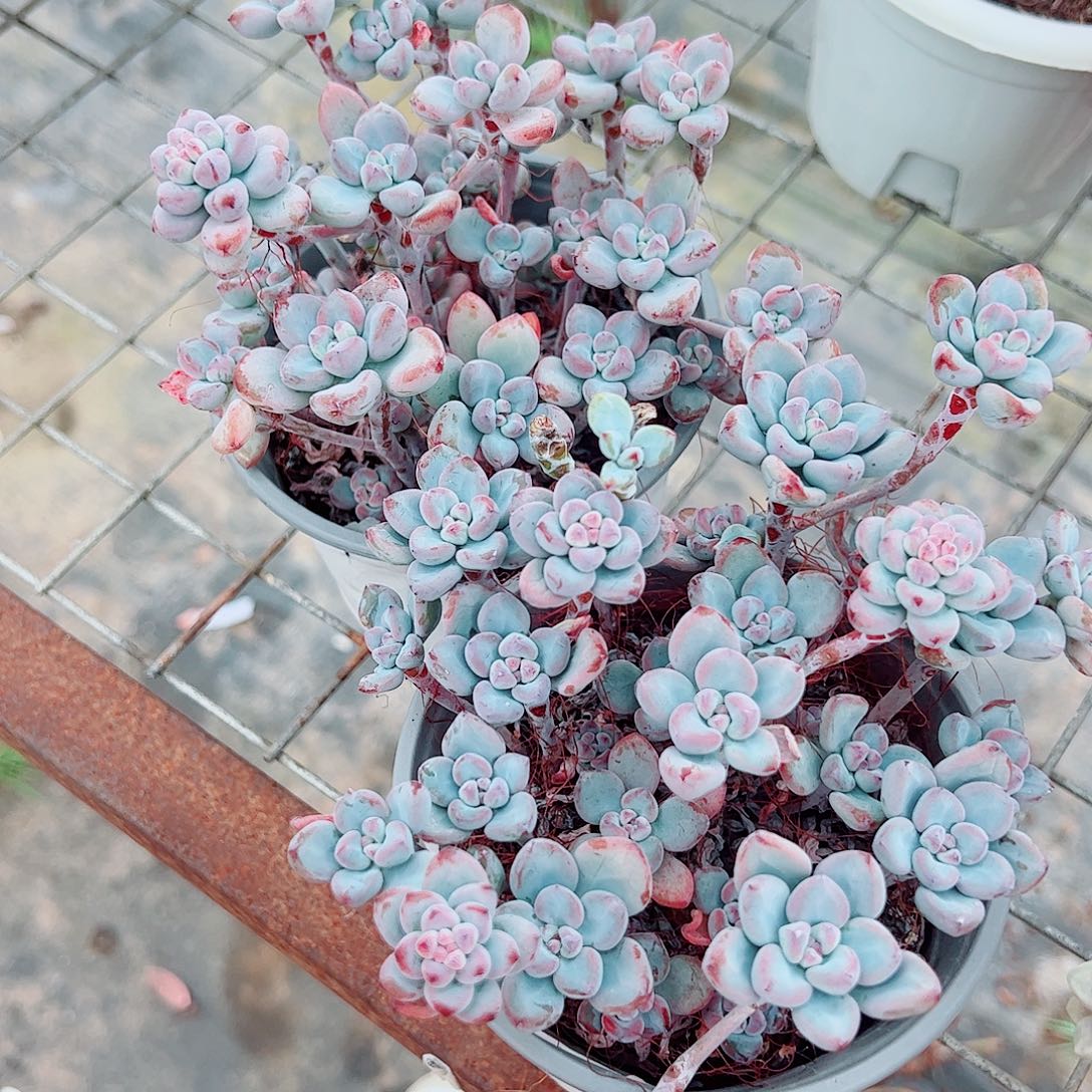 汤姆漫画带盆土精品特价