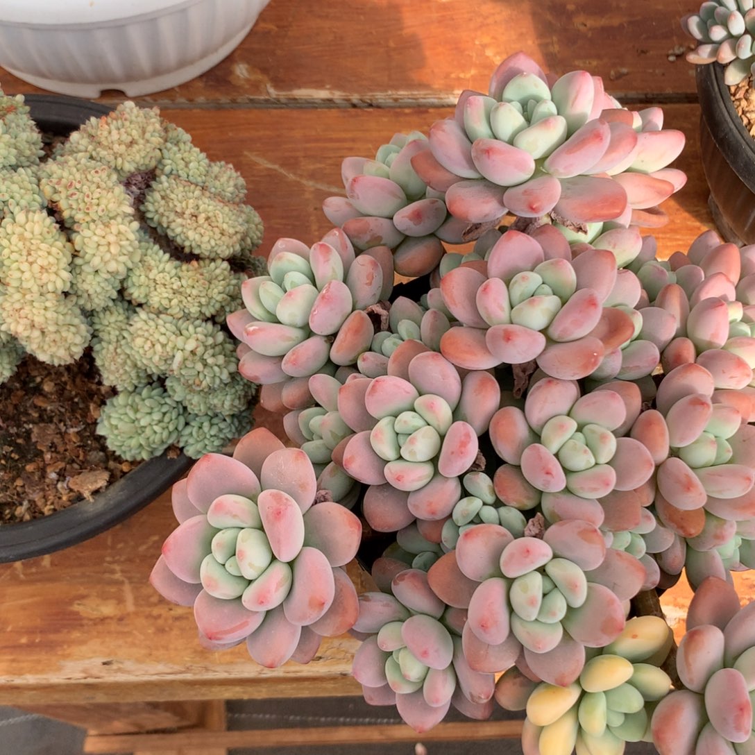 多肉植物一物一拍