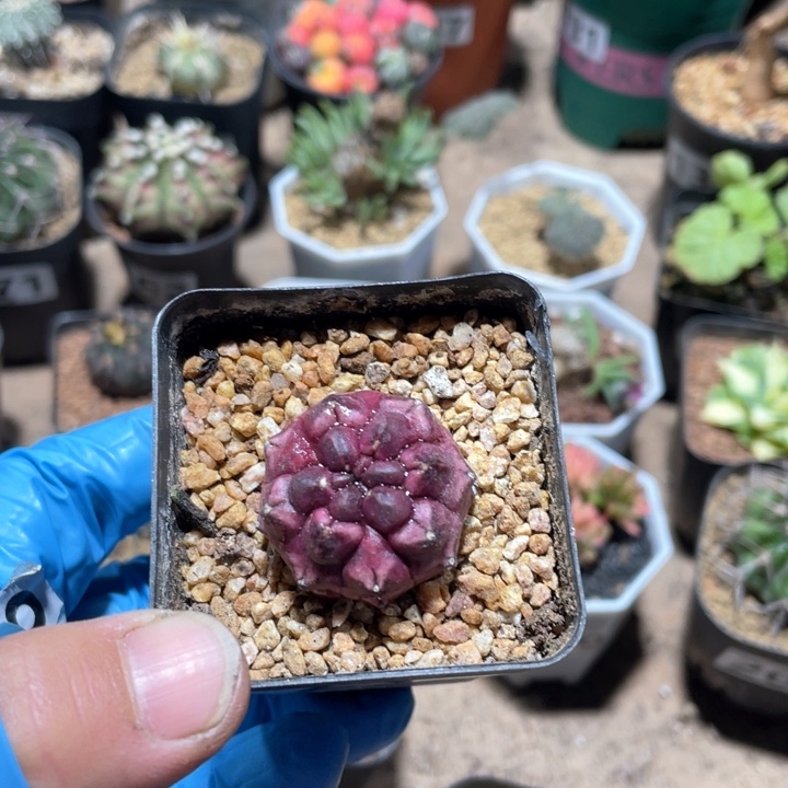 210紫色梦想仙人球