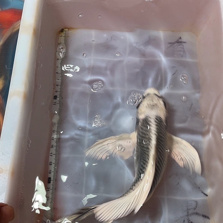 蝴蝶鲤鱼渔场直发79