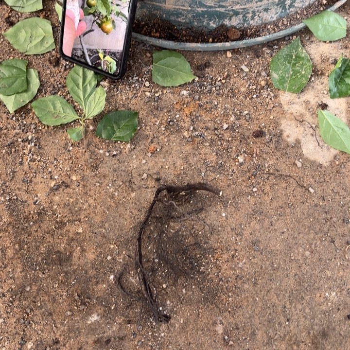 {***人初梦哈哈哈哈